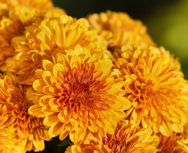 5 Ways to Show Your Tenants You Are Thankful For Them